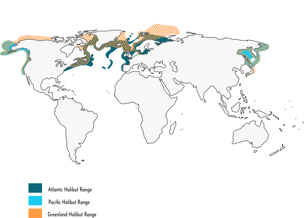 A global habitat distribution map of three species of halibut. Atlantic halibut can be found the Eastern seaboard of North America from New York northwards to the arctic to the Western seaboard of Europe as far south as Spain. Pacific Halibut are found along the Western seaboard of North America starting in southern California up along Canada to Alaska, crossing the Bering Sea to Russian and Japanese waters. Greenland halibut are found in the Arctic Oceans along the North American, European, and Asian continental coasts.